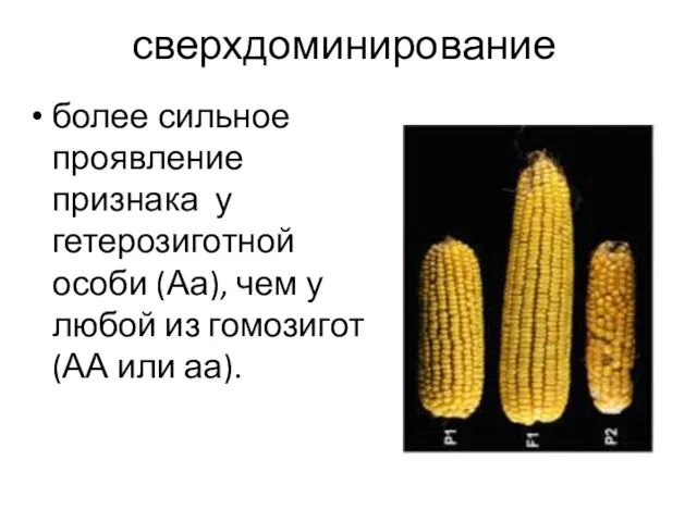 более сильное проявление признака у гетерозиготной особи (Аа), чем у любой