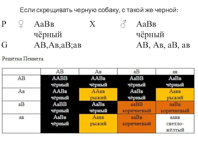 Если скрещивать черную собаку, с такой же черной: