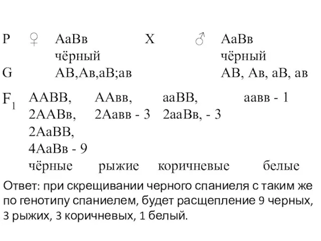 Ответ: при скрещивании черного спаниеля с таким же по генотипу спаниелем,