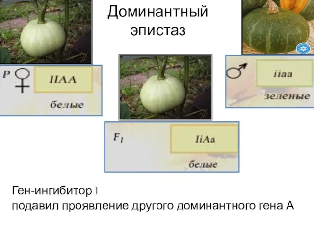 Ген-ингибитор I подавил проявление другого доминантного гена А Доминантный эпистаз