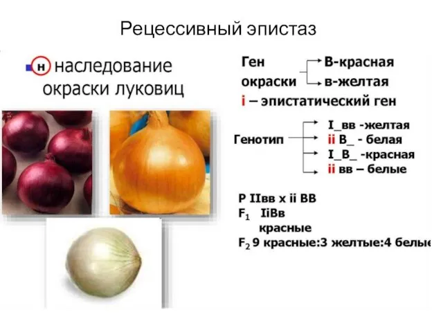 Рецессивный эпистаз