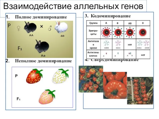 Взаимодействие аллельных генов Полное доминирование Неполное доминирование 3. Кодоминирование 4. Сверхдоминирование