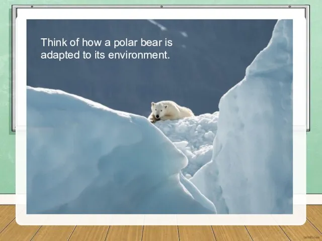 Think of how a polar bear is adapted to its environment.