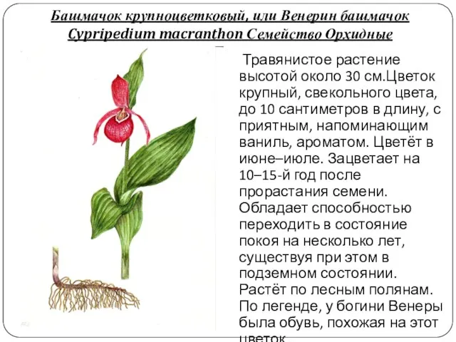 Башмачок крупноцветковый, или Венерин башмачок Cypripedium macranthon Семейство Орхидные Травянистое растение
