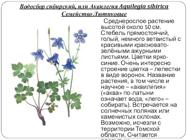 Водосбор сибирский, или Аквилегия Aquilegia sibirica Семейство Лютиковые Среднерослое растение высотой