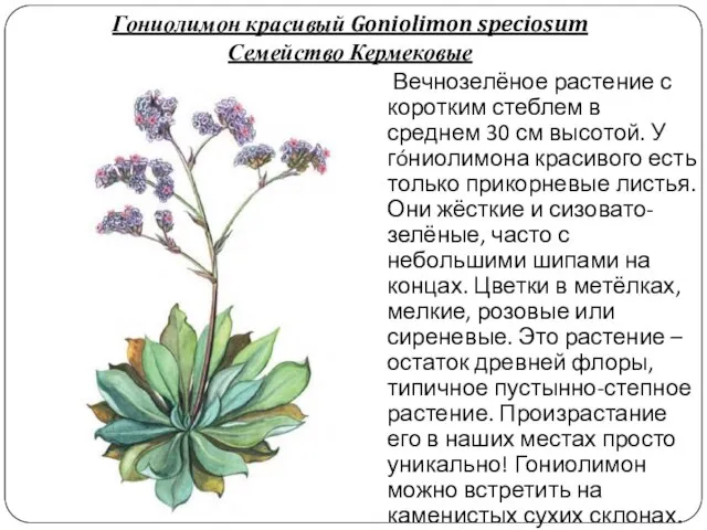 Гониолимон красивый Goniolimon speciosum Семейство Кермековые Вечнозелёное растение с коротким стеблем