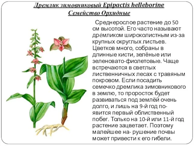 Дремлик зимовниковый Epipactis helleborine Семейство Орхидные Среднерослое растение до 50 см