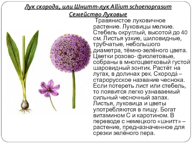 Лук скорода, или Шнитт-лук Allium schoenoprasum Семейство Луковые Травянистое луковичное растение.