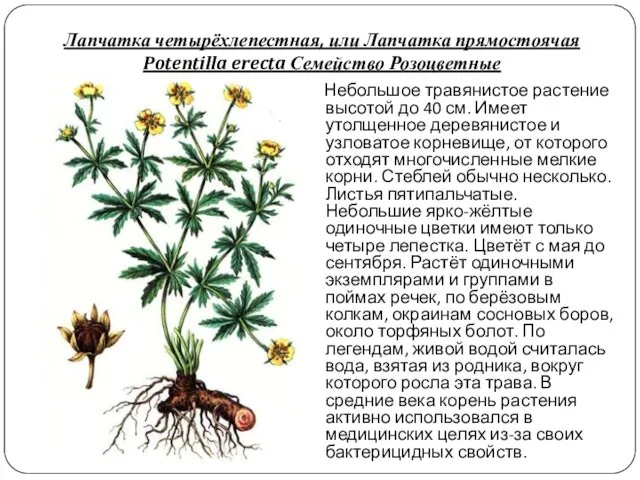 Лапчатка четырёхлепестная, или Лапчатка прямостоячая Potentilla erecta Семейство Розоцветные Небольшое травянистое