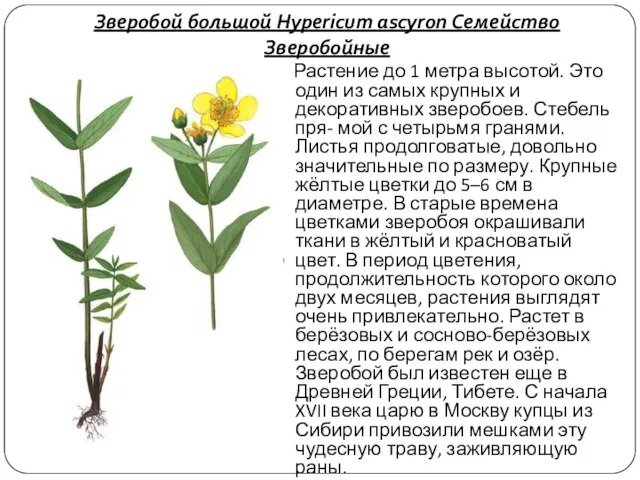 Зверобой большой Hypericum ascyron Семейство Зверобойные Растение до 1 метра высотой.