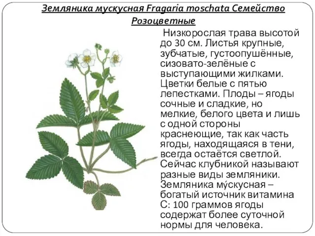 Земляника мускусная Fragaria moschata Семейство Розоцветные Низкорослая трава высотой до 30