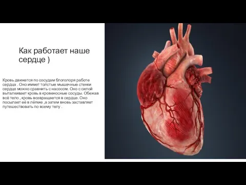 Как работает наше сердце ) Кровь движется по сосудам блоголоря работе