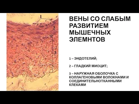 ВЕНЫ СО СЛАБЫМ РАЗВИТИЕМ МЫШЕЧНЫХ ЭЛЕМНТОВ 1 – ЭНДОТЕЛИЙ; 2 –