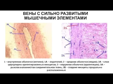 ВЕНЫ С СИЛЬНО РАЗВИТЫМИ МЫШЕЧНЫМИ ЭЛЕМЕНТАМИ 1 – внутренняя оболочка (интима);