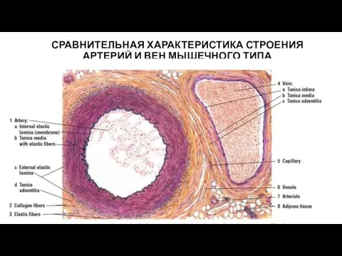 СРАВНИТЕЛЬНАЯ ХАРАКТЕРИСТИКА СТРОЕНИЯ АРТЕРИЙ И ВЕН МЫШЕЧНОГО ТИПА