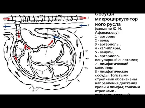 Сосуды микроциркуляторного русла (схема по Ю. И. Афанасьеву): 1 - артерия;