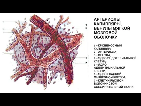 АРТЕРИОЛЫ, КАПИЛЛЯРЫ, ВЕНУЛЫ МЯГКОЙ МОЗГОВОЙ ОБОЛОЧКИ 1 – КРОВЕНОСНЫЙ КАПИЛЛЯР; 2