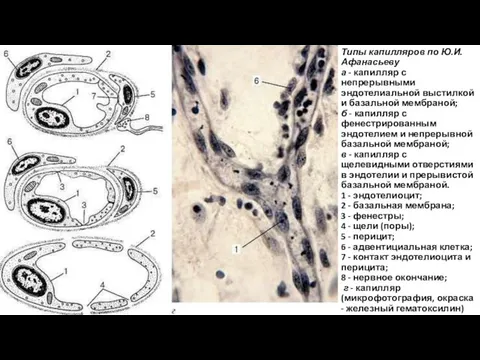 Типы капилляров по Ю.И. Афанасьеву а - капилляр с непрерывными эндотелиальной