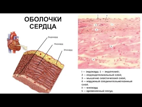 ОБОЛОЧКИ СЕРДЦА I — эндокард: 1 — эндотелий; 2 — подэндотелиальный