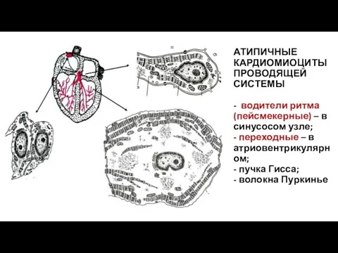 АТИПИЧНЫЕ КАРДИОМИОЦИТЫ ПРОВОДЯЩЕЙ СИСТЕМЫ - водители ритма (пейсмекерные) – в синусосом