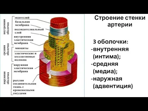 Строение стенки артерии 3 оболочки: внутренняя (интима); средняя (медиа); наружная (адвентиция)