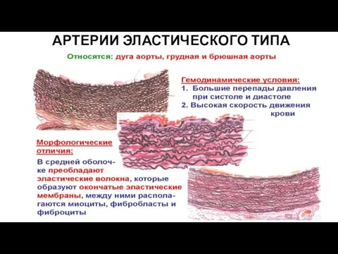 АРТЕРИИ ЭЛАСТИЧЕСКОГО ТИПА