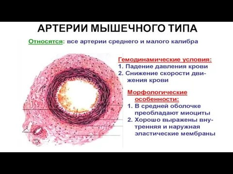 АРТЕРИИ МЫШЕЧНОГО ТИПА