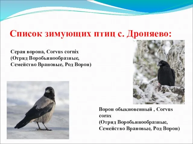 Список зимующих птиц с. Дроняево: Серая ворона, Corvus cornix (Отряд Воробьинообразные,
