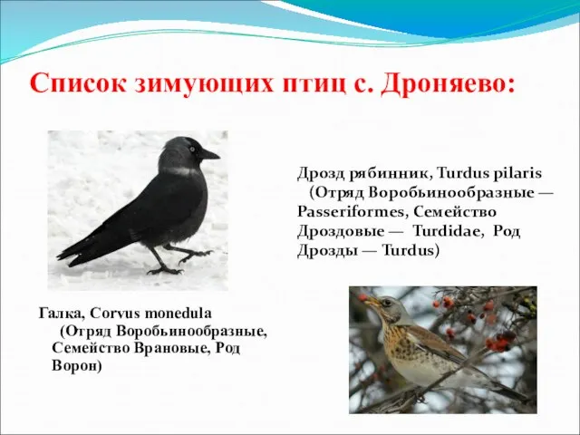 Список зимующих птиц с. Дроняево: Дрозд рябинник, Turdus pilaris (Отряд Воробьинообразные