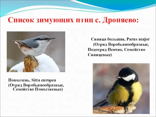 Список зимующих птиц с. Дроняево: Синица большая, Parus major (Отряд Воробьинообразные,