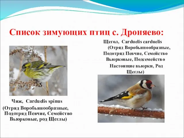 Список зимующих птиц с. Дроняево: Чиж, Carduelis spinus (Отряд Воробьинообразные, Подотряд