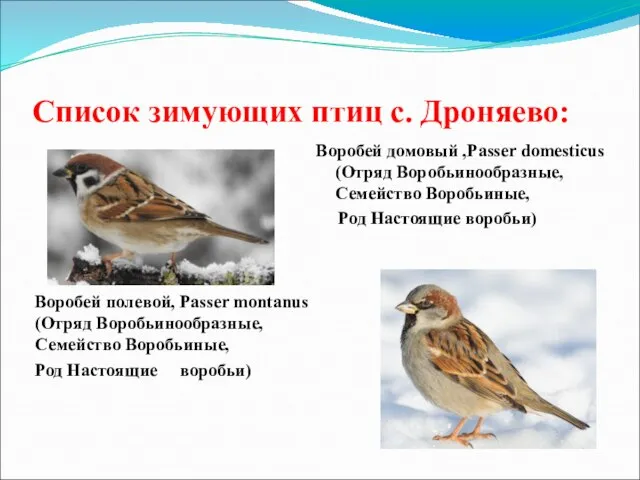 Список зимующих птиц с. Дроняево: Воробей полевой, Passer montanus (Отряд Воробьинообразные,