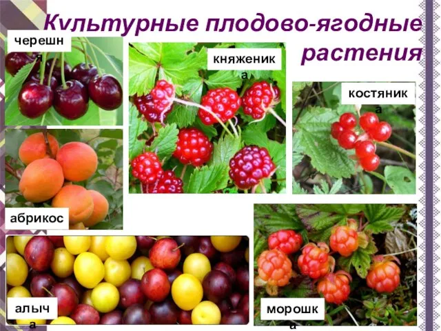 Культурные плодово-ягодные растения черешня абрикос алыча костяника морошка княженика