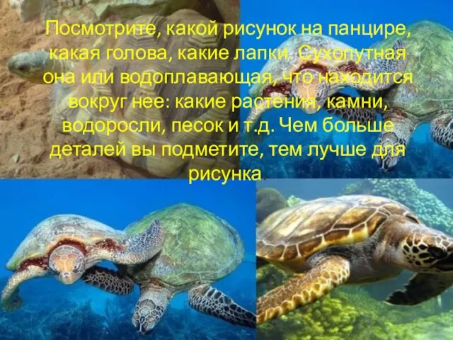 Посмотрите, какой рисунок на панцире, какая голова, какие лапки. Сухопутная она