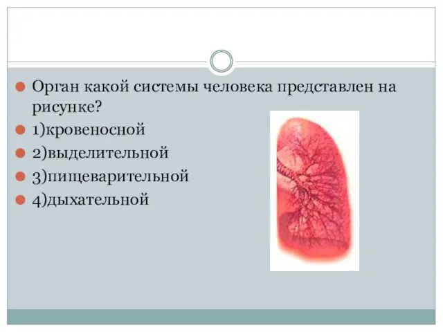 Орган какой системы человека представлен на рисунке? 1)кровеносной 2)выделительной 3)пищеварительной 4)дыхательной