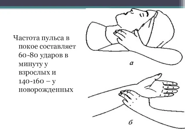 Частота пульса в покое составляет 60-80 ударов в минуту у взрослых и 140-160 – у новорожденных