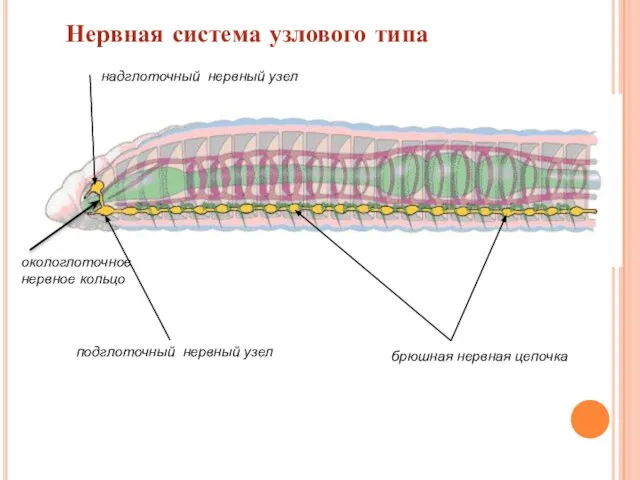 Нервная система узлового типа надглоточный нервный узел подглоточный нервный узел брюшная нервная цепочка окологлоточное нервное кольцо