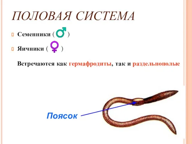 ПОЛОВАЯ СИСТЕМА Семенники (♂) Яичники (♀) Встречаются как гермафродиты, так и раздельнополые Поясок