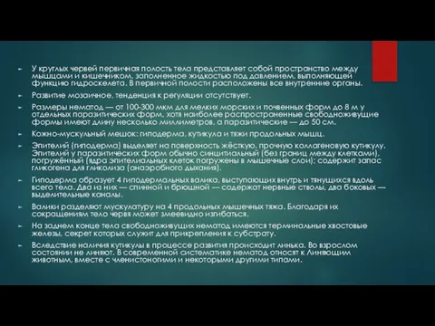 У круглых червей первичная полость тела представляет собой пространство между мышцами