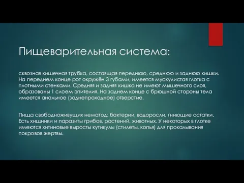 Пищеварительная система: сквозная кишечная трубка, состаящая переднюю, среднюю и заднюю кишки.