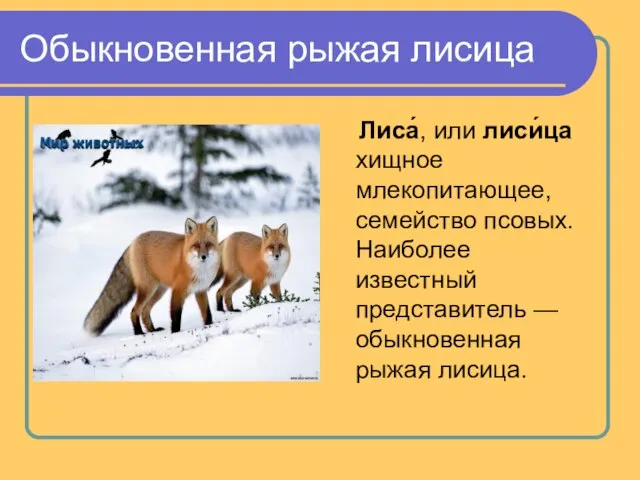 Обыкновенная рыжая лисица Лиса́, или лиси́ца хищное млекопитающее, семейство псовых. Наиболее