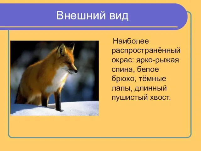 Внешний вид Наиболее распространённый окрас: ярко-рыжая спина, белое брюхо, тёмные лапы, длинный пушистый хвост.