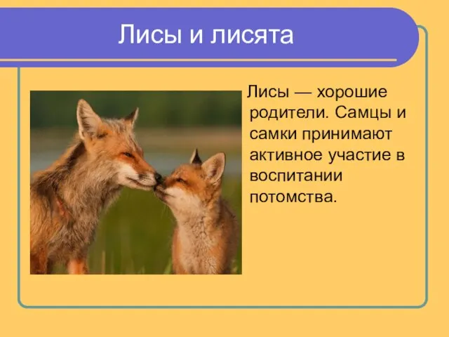 Лисы и лисята Лисы — хорошие родители. Самцы и самки принимают активное участие в воспитании потомства.