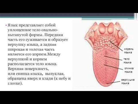 Язык представляет собой уплощенное тело овально-вытянутой формы. Передняя часть его суживается