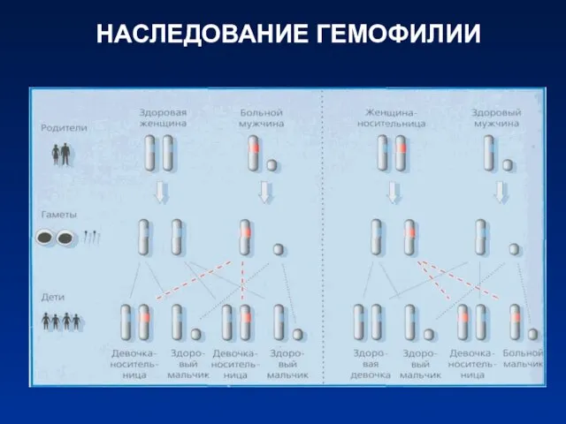 НАСЛЕДОВАНИЕ ГЕМОФИЛИИ