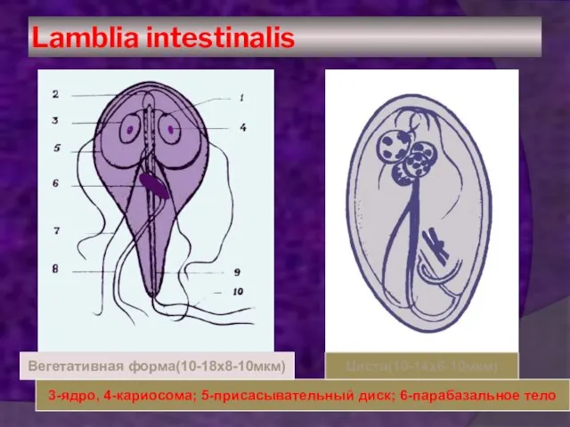 Lamblia intestinalis 3-ядро, 4-кариосома; 5-присасывательный диск; 6-парабазальное тело Вегетативная форма(10-18х8-10мкм) Циста(10-14х6-10мкм)