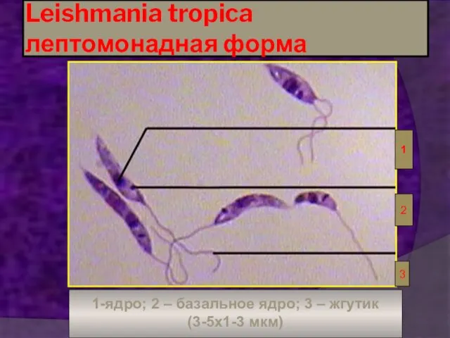 Leishmania tropica лептомонадная форма 1 2 3 1-ядро; 2 – базальное