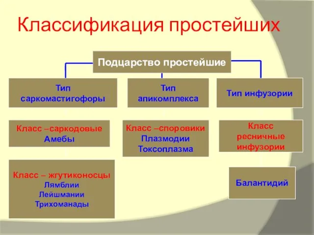 Классификация простейших Подцарство простейшие Тип саркомастигофоры Класс –саркодовые Амебы Тип апикомплекса