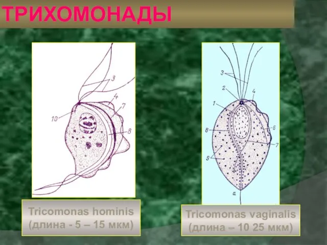 ТРИХОМОНАДЫ Tricomonas hominis (длина - 5 – 15 мкм) Tricomonas vaginalis (длина – 10 25 мкм)