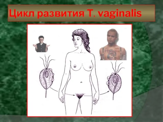 Цикл развития Т. vaginalis